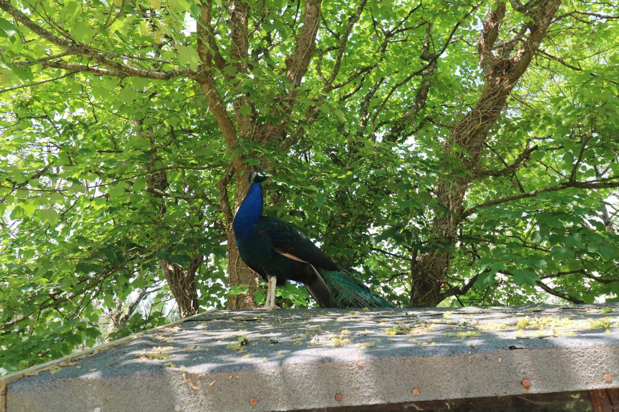 Beggars Roost Villa Truro Exteriör bild